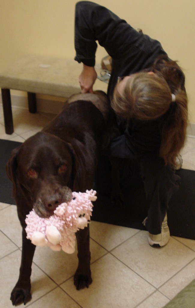 Dog receiving Chiropractic Treatment